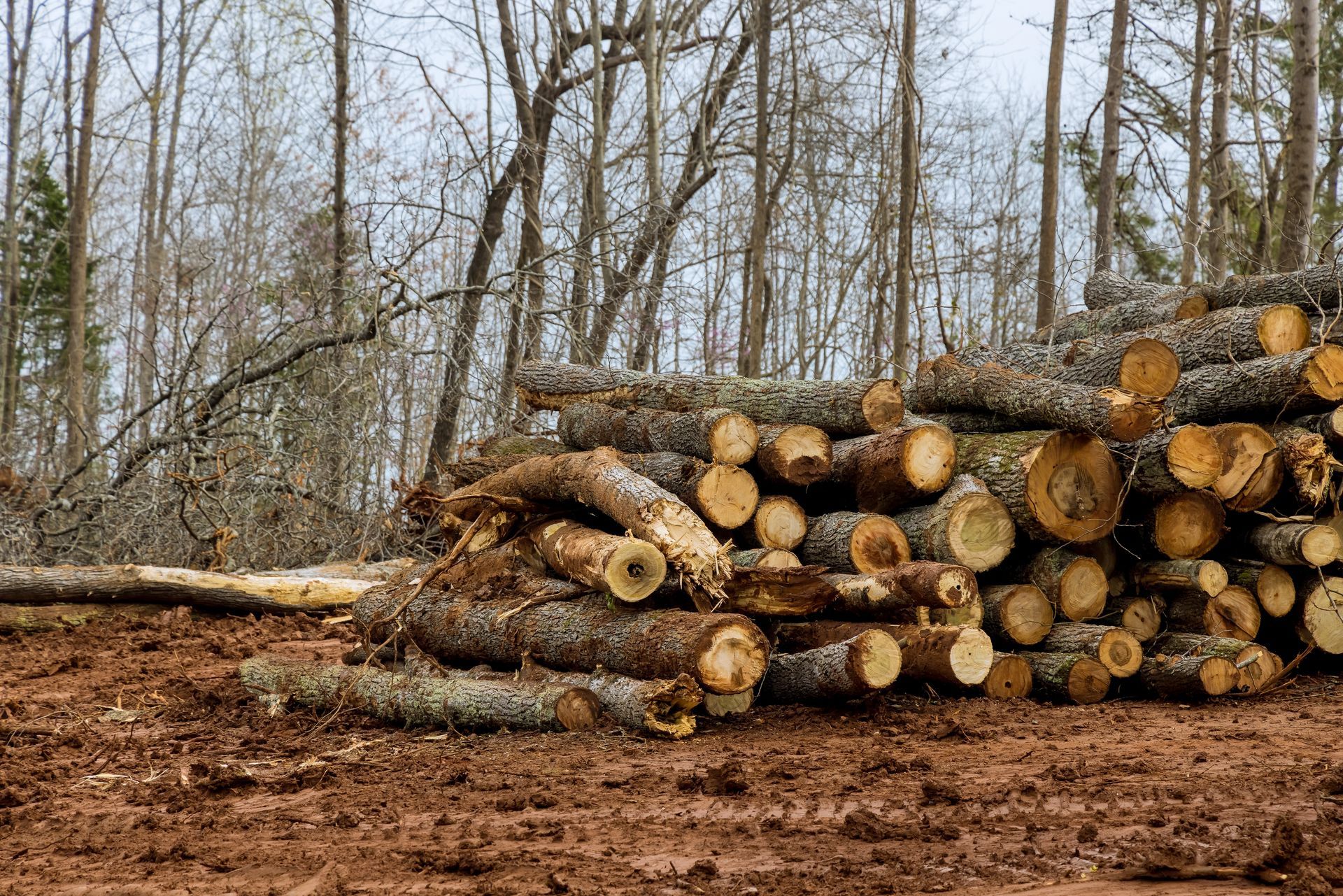 Stacked cut logs in a muddy forest clearing with bare trees in the background