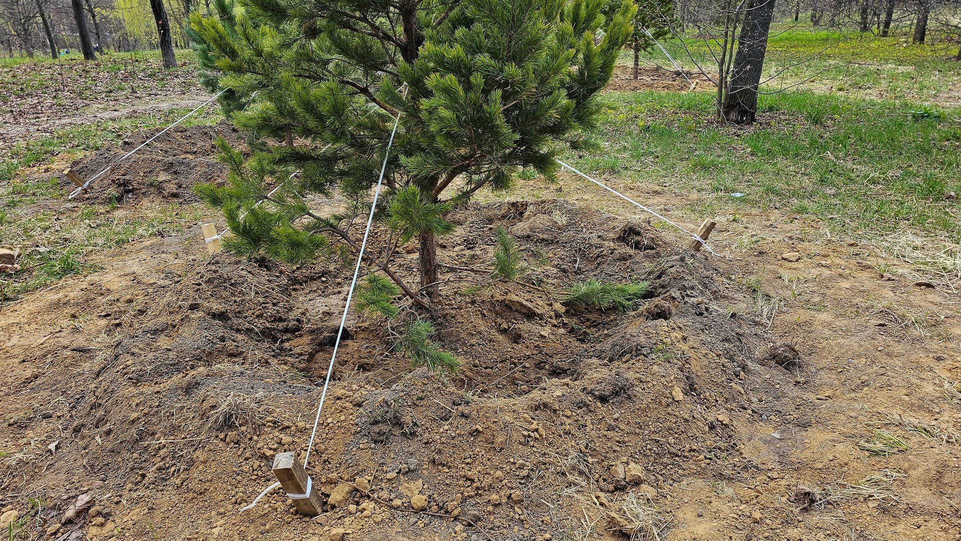Young tree in dry soil with a drip irrigation line in a garden or orchard.