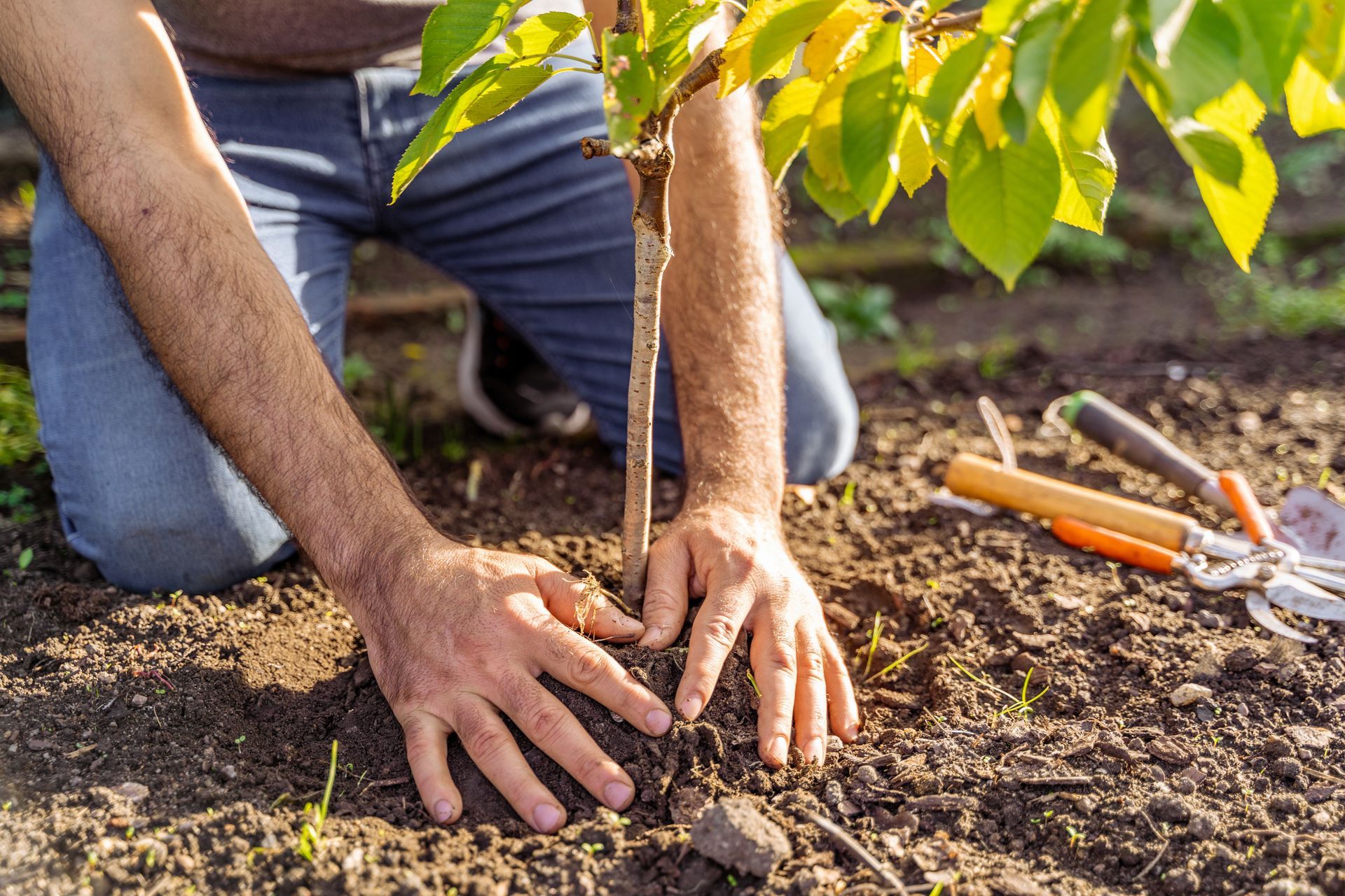 Person planting a young tree in soil with garden tools nearby