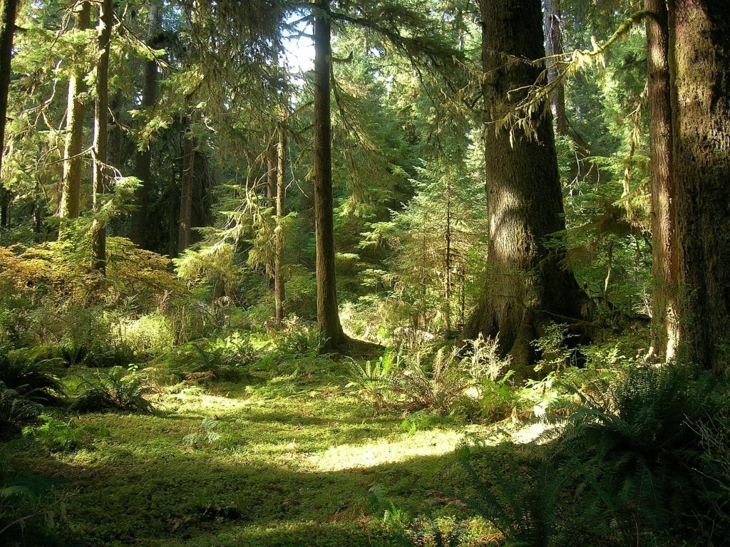Old growth forest floor
