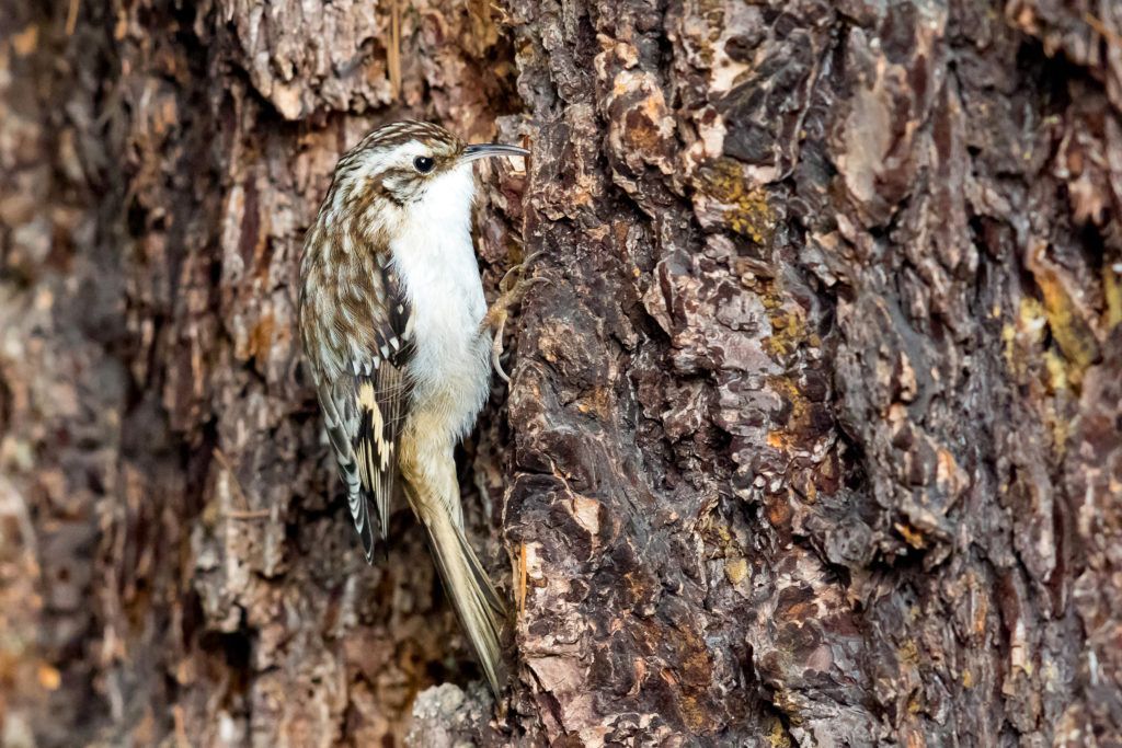 Brown Creeper – By Mick Thompson, 2016
