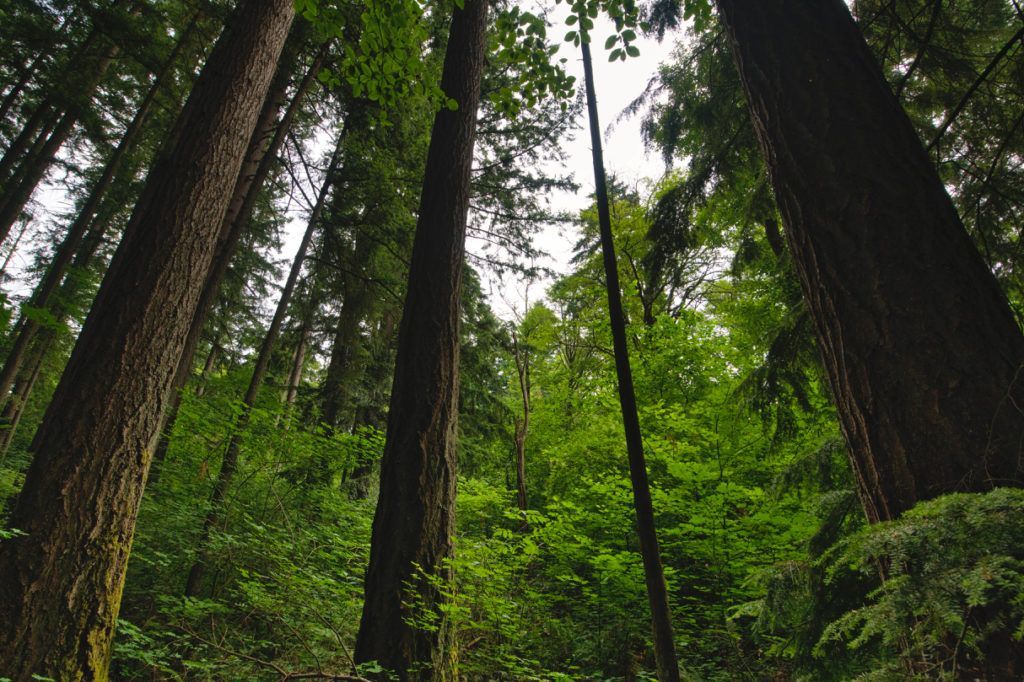 Douglas Fir Forest – By Brandy Saffell, Tualatin SWCD, 2021