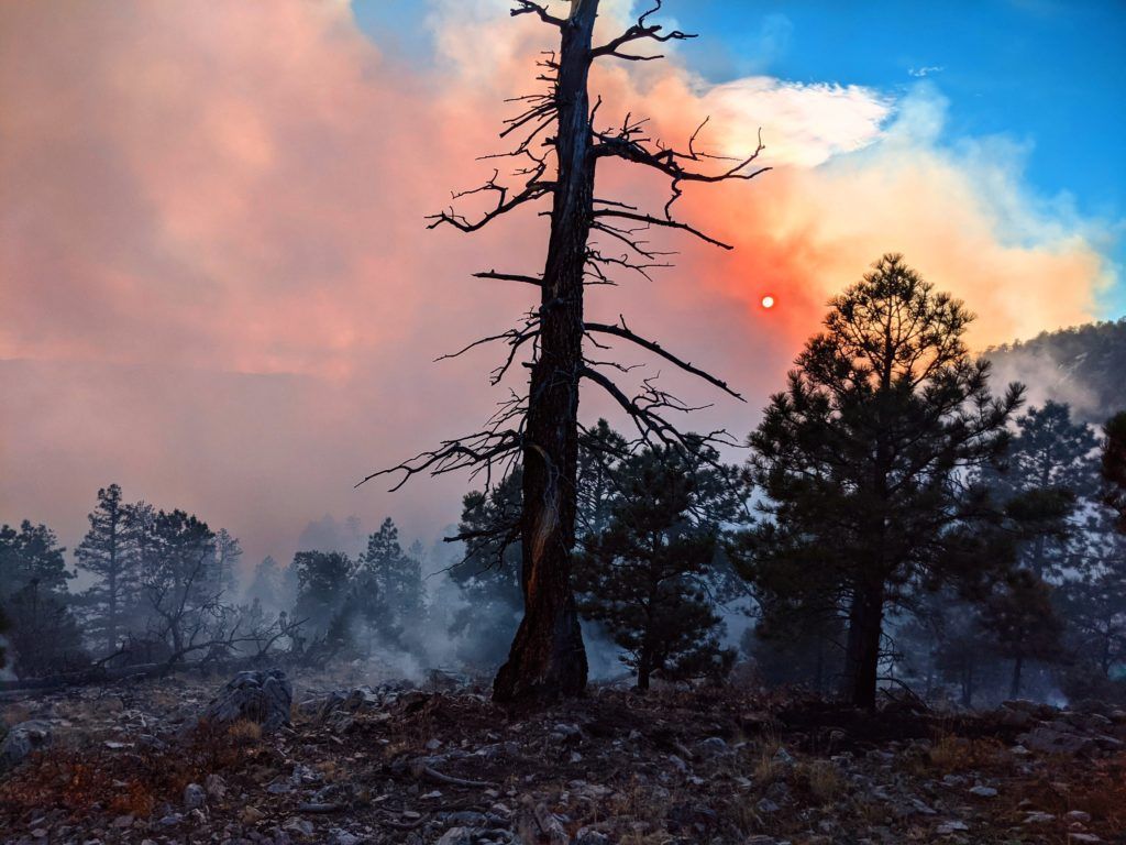 Dead snag and Rx fire smoke
