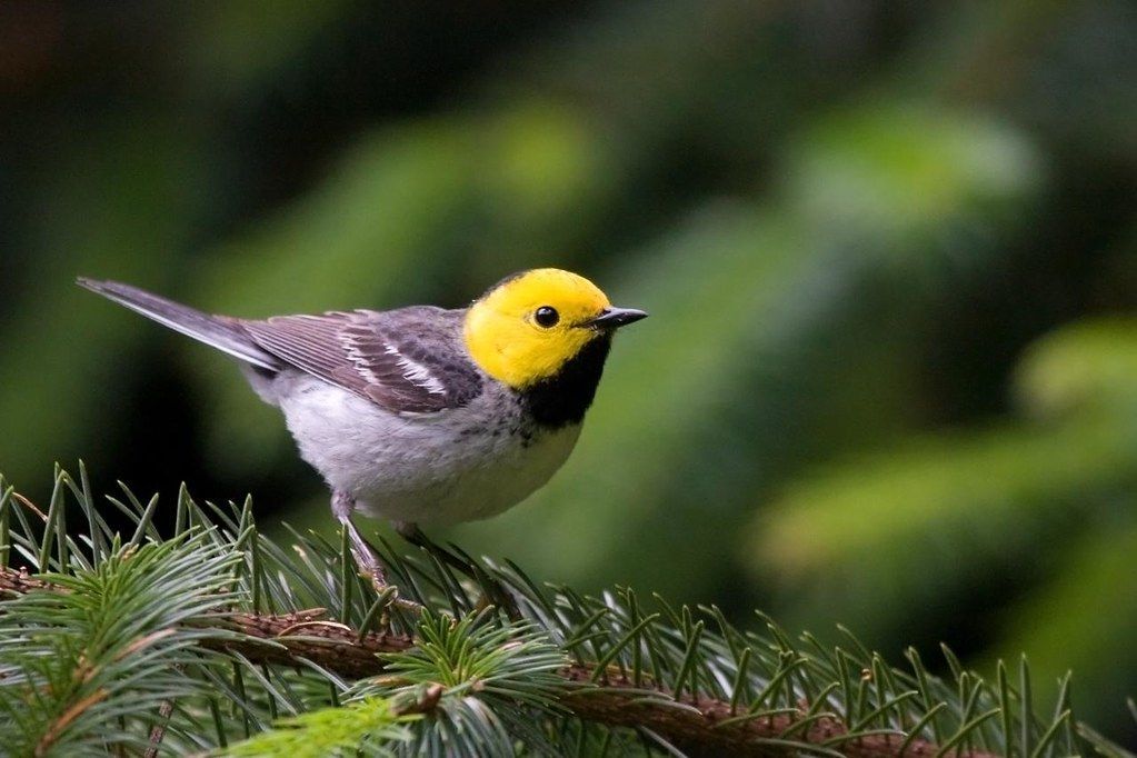 Hermit Warbler – By USFWS licensed by Creative Commons 2.0.