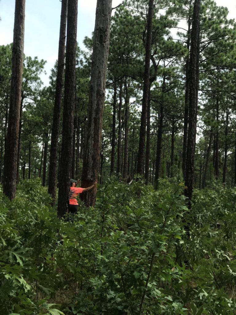 Hope in forest stand