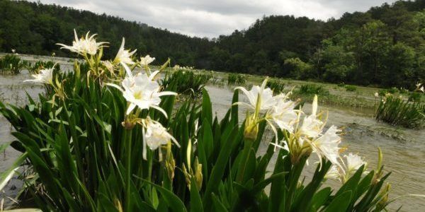 Cahaba River Lilies by the US Fish and Wildlife Service