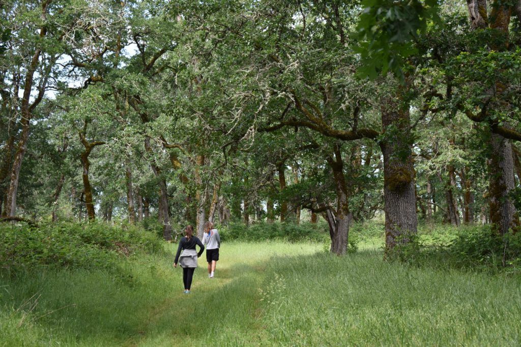 Oak Woodland, Sauvie Island – By Nicole Ruggiero, Tualatin SWCD, 2019