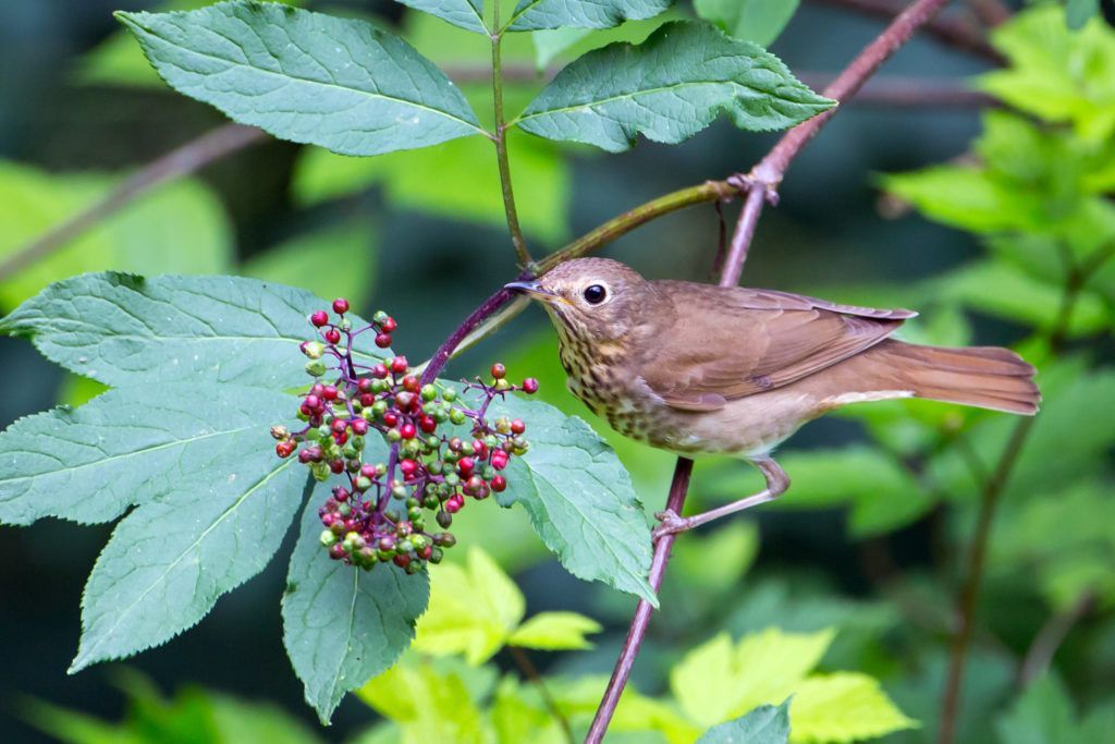 Swainson’s Thrush – By Mick Thompson, 2014 About the Guide