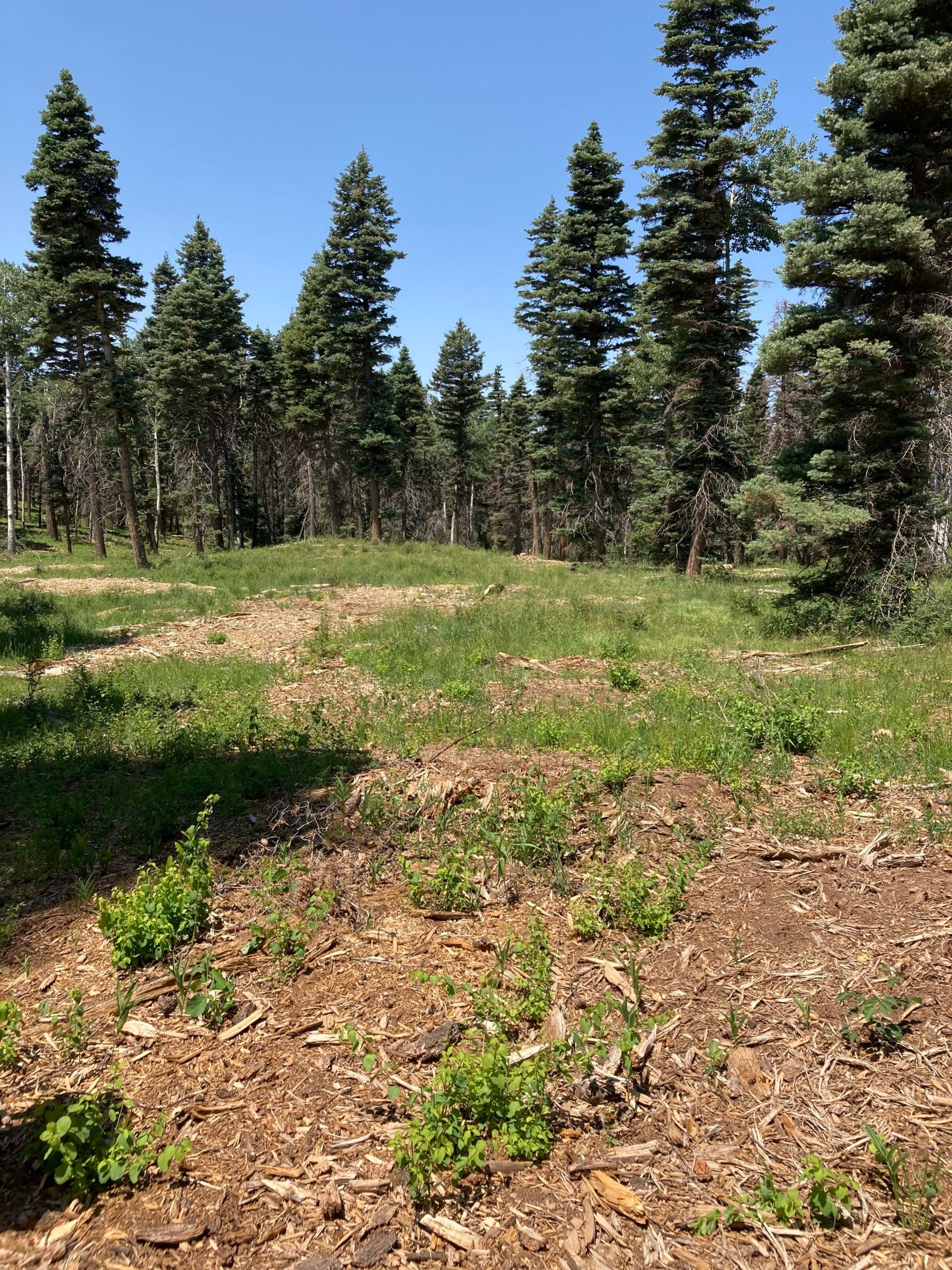 Site