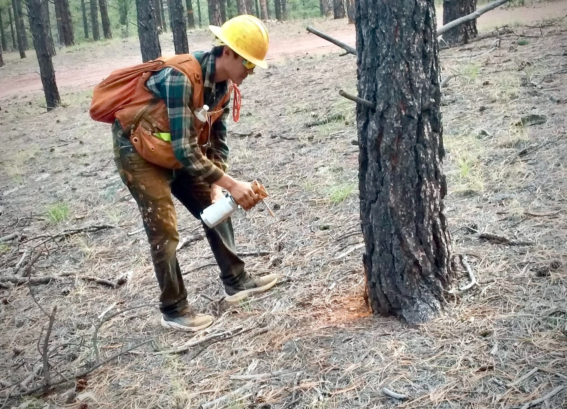 Timber marking crew member paints a 
