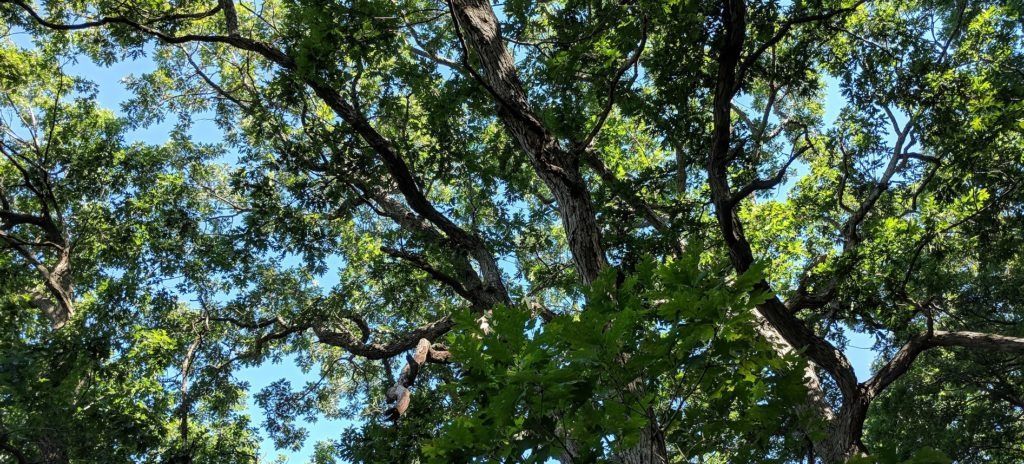 OakandFire_July18_DodgevilleWI4_oaks