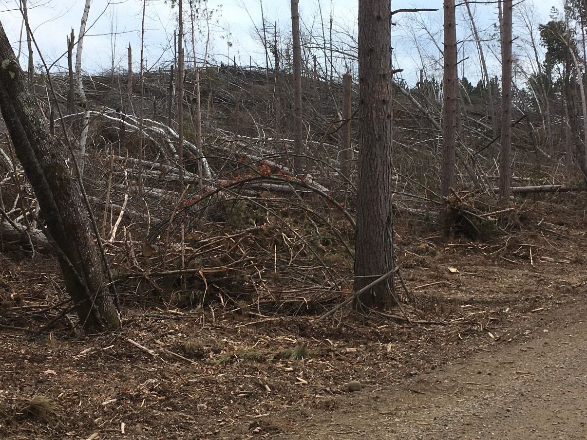 Blowdown from storm.