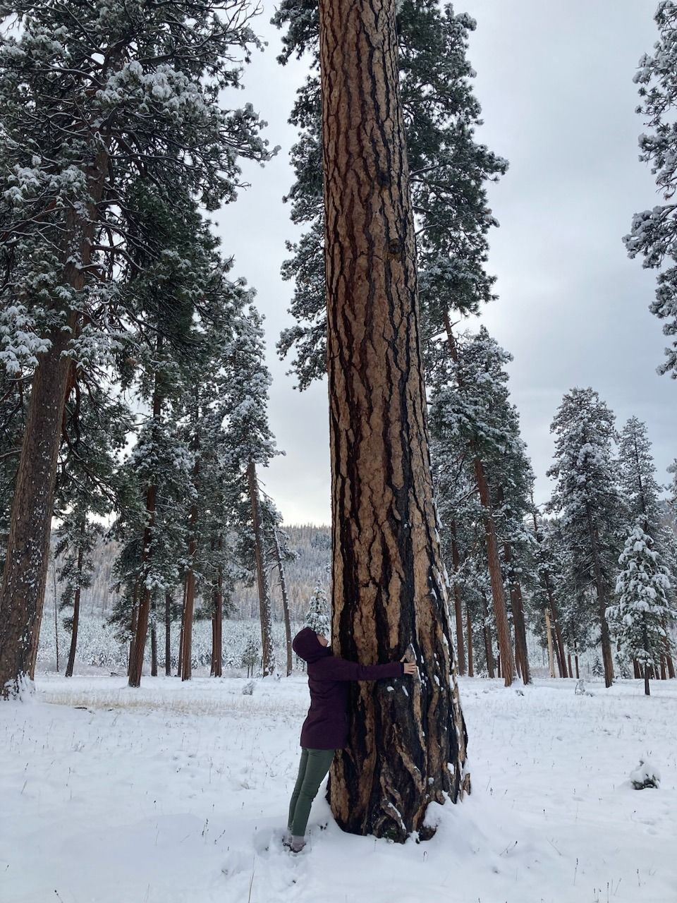 Former Guild staffer Corinna Marshall embraces a ponderosa pine in a forest managed by fire.