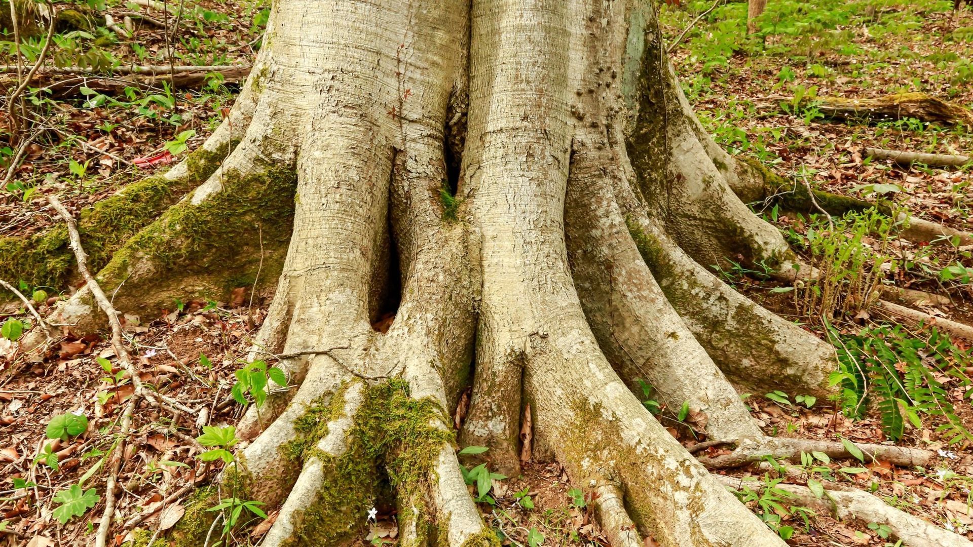 Old-Growth Forest on the Oak Ridge Reservation_TN