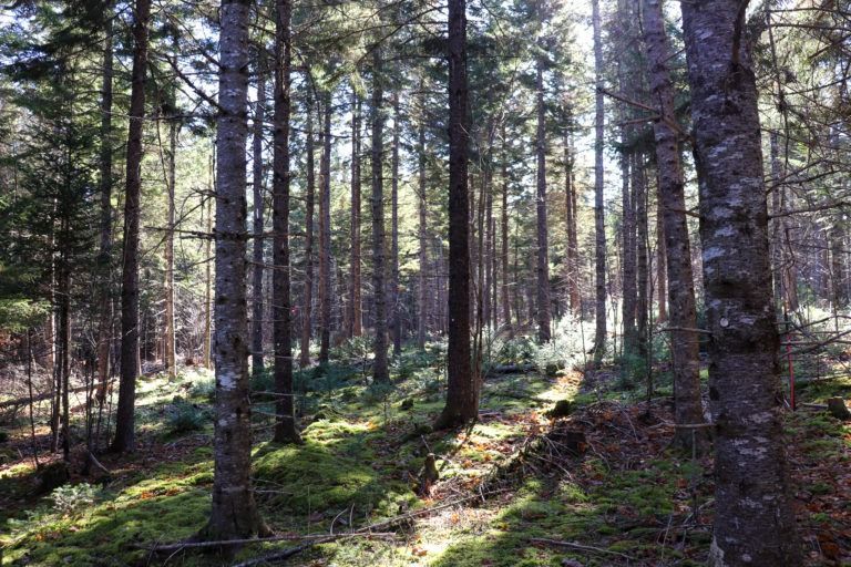 Spruce at Penobscot