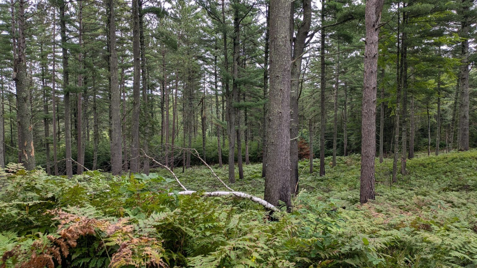 Photo of study plot at Treehaven