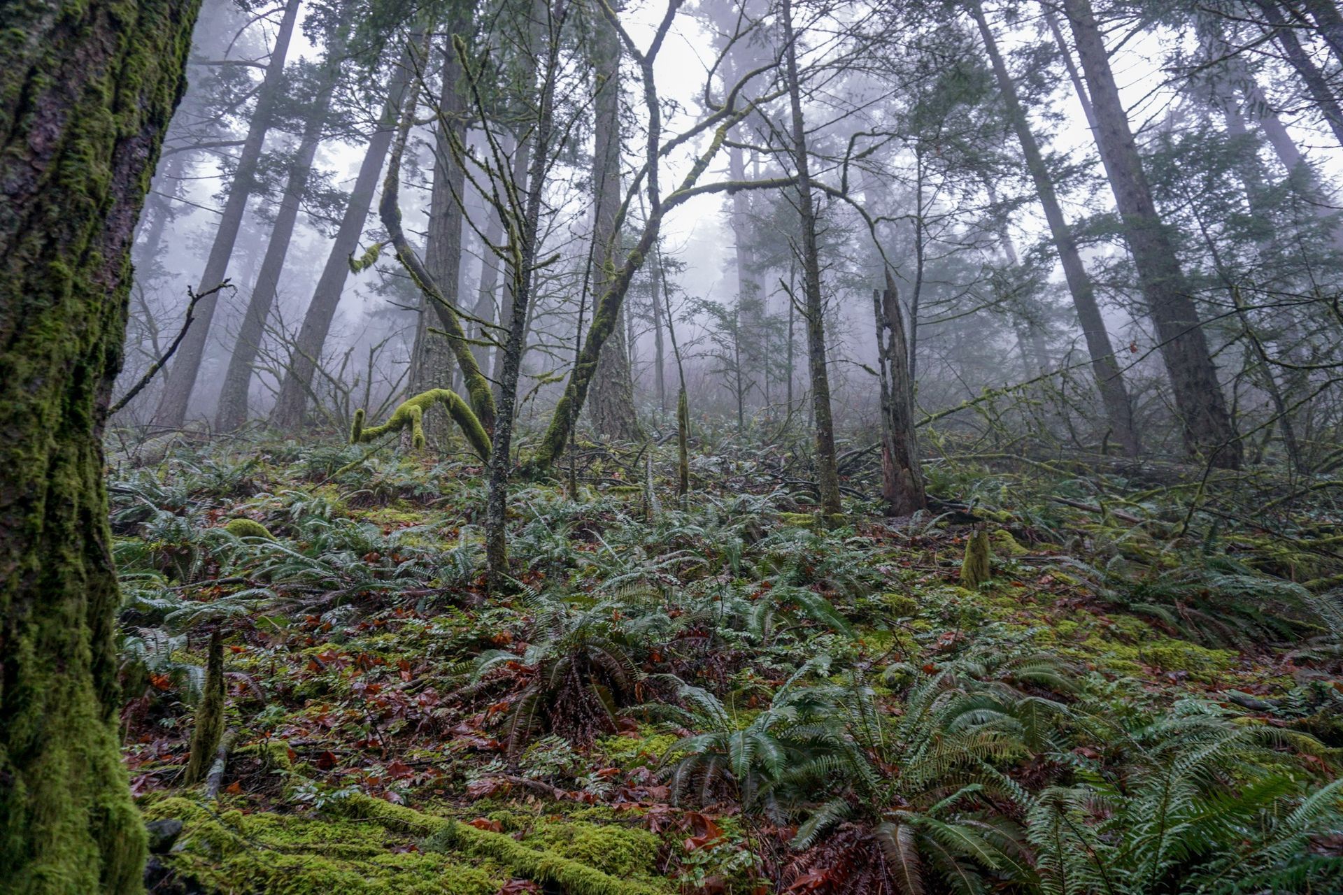 Forest floor in a forest with old growth characteristics