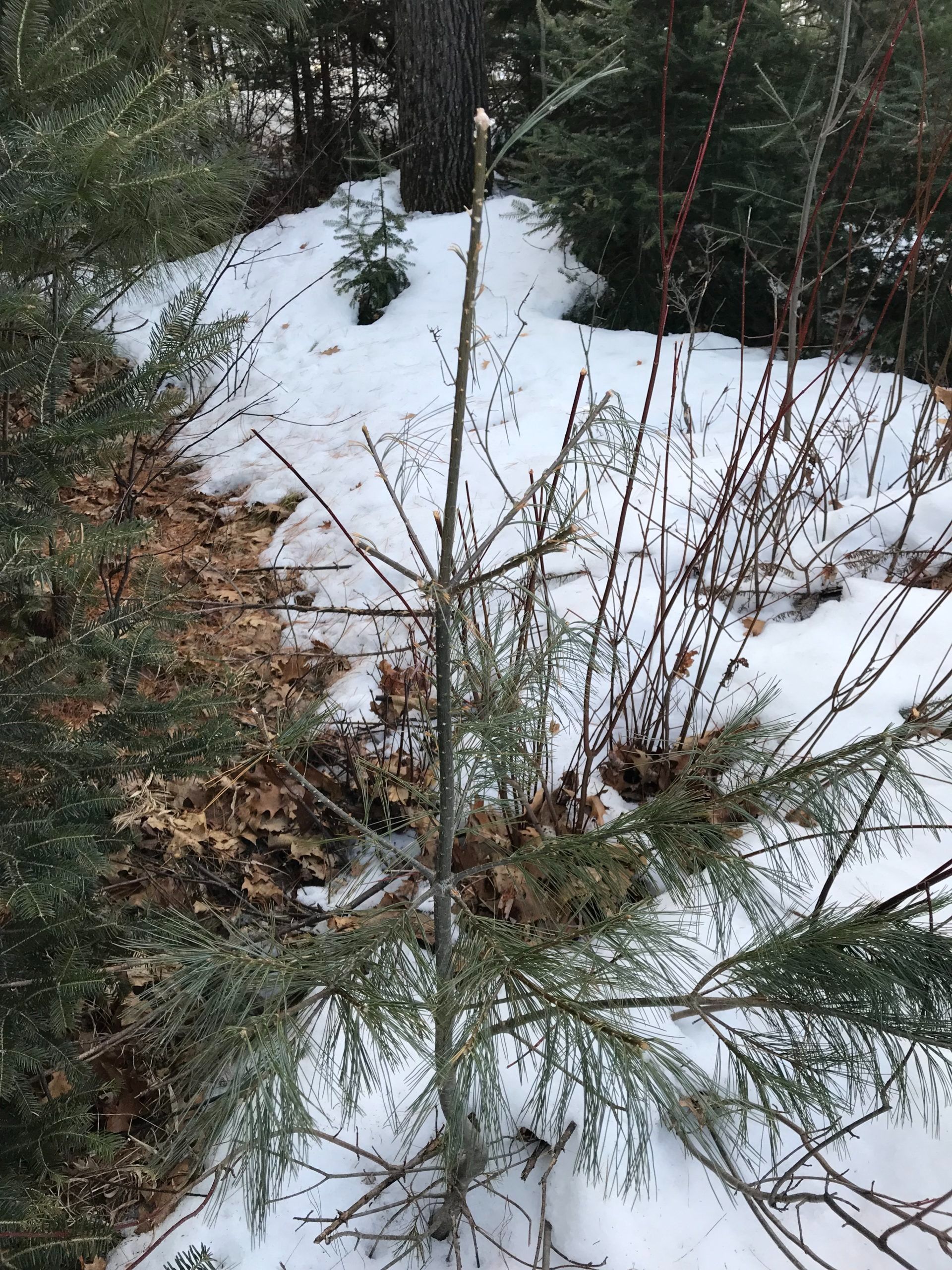 Deer browse on white pine