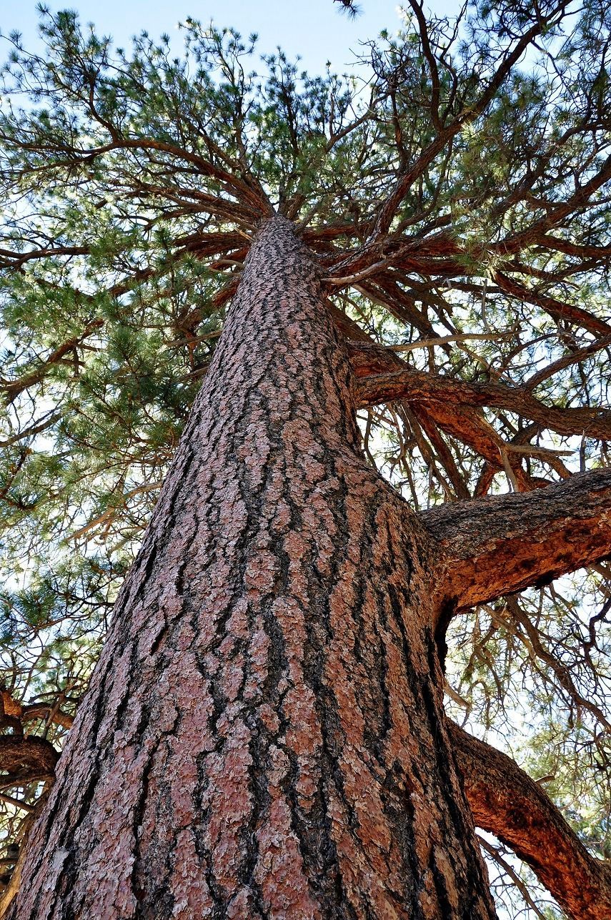 View up the truck of an old growth tree