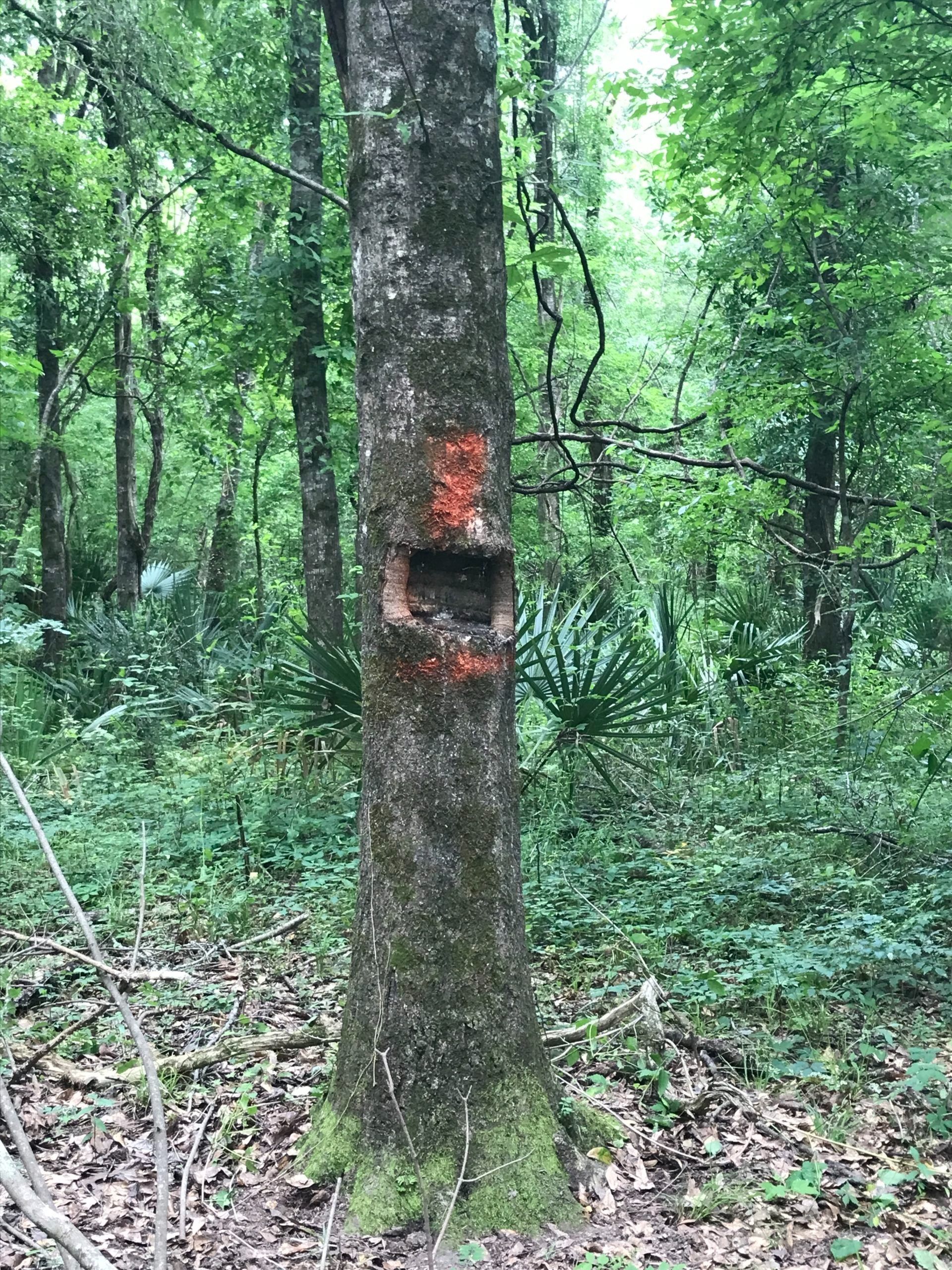 Tree with a human-made cavity in the trunk.