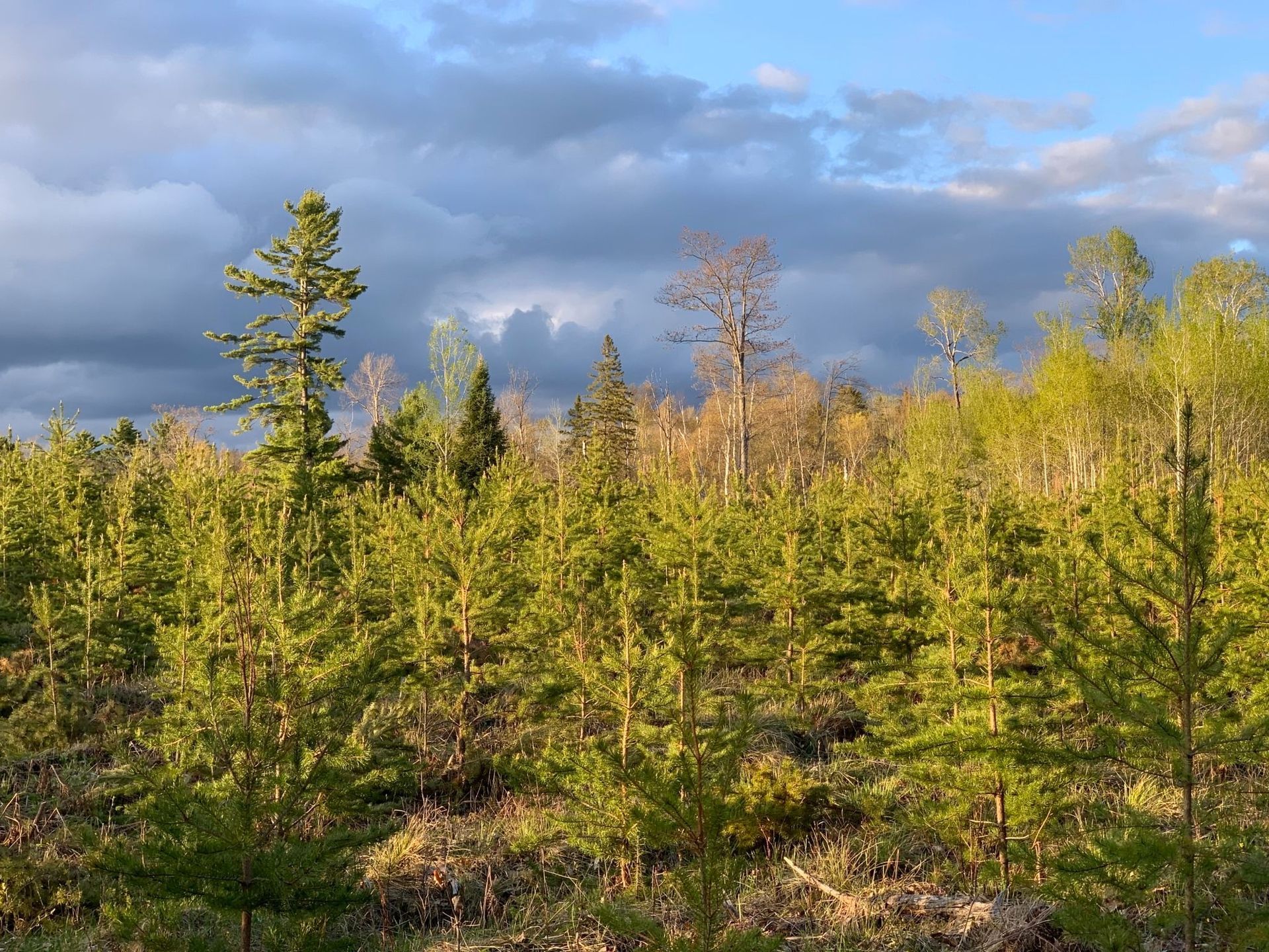 White pine stand
