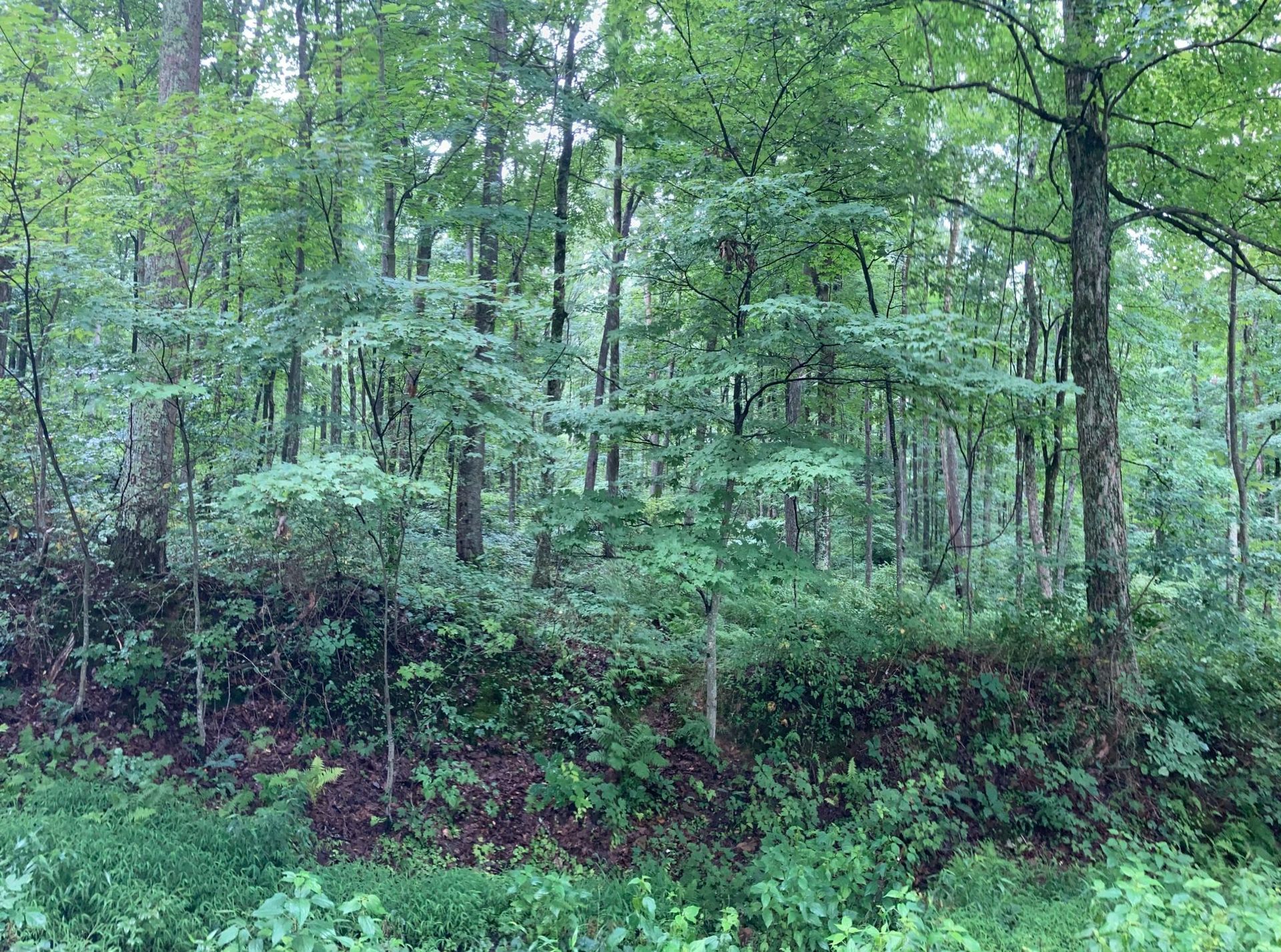Forest site