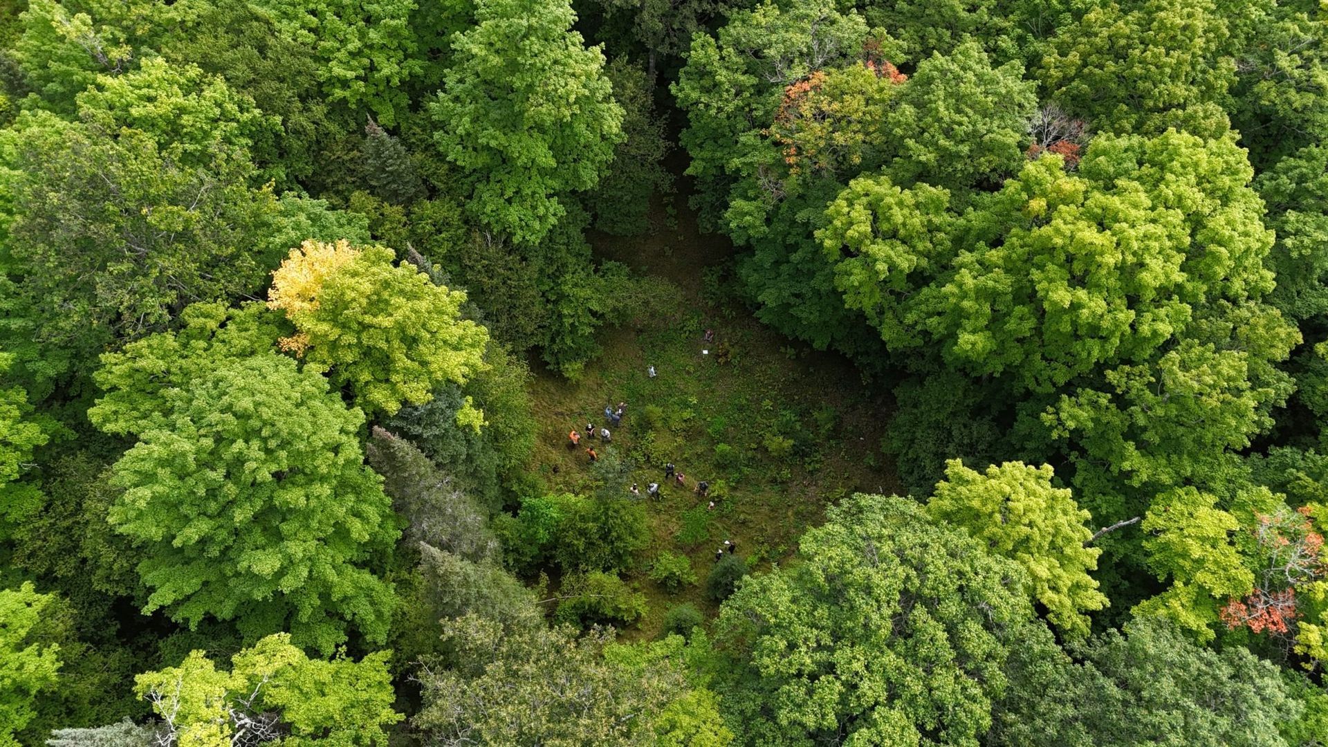 Drone photo from above the forest canopy showing the gap treatment at the MOSS study sites