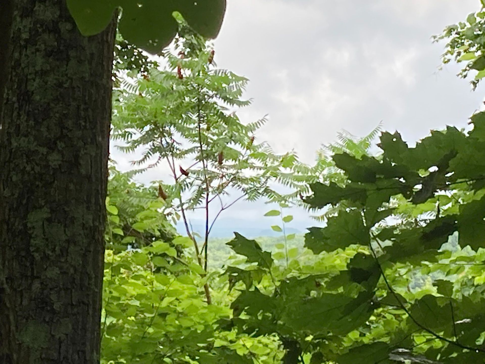 View from forest site