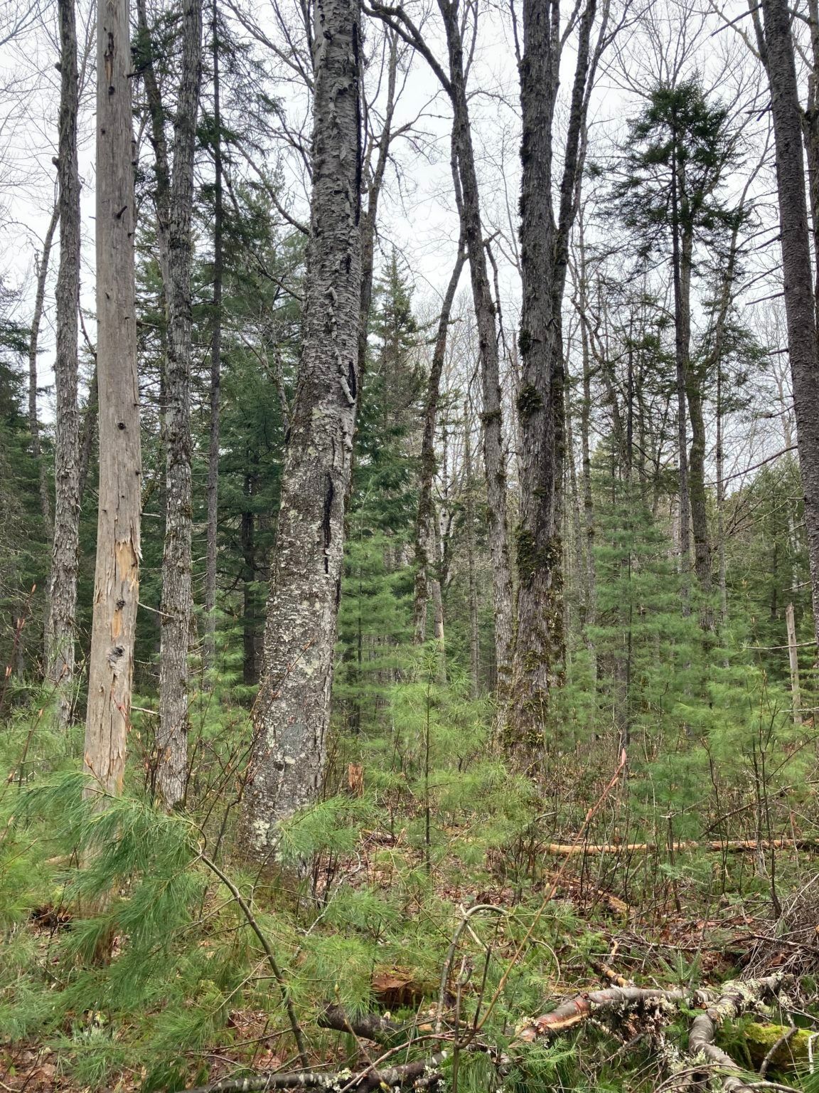 The 90+ year old Sweet Cove ecological reserve on the south end of Baskahegan Lake, Topsfield, Maine.