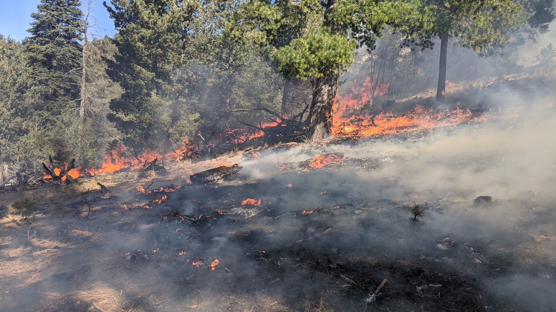 Prescribed burn