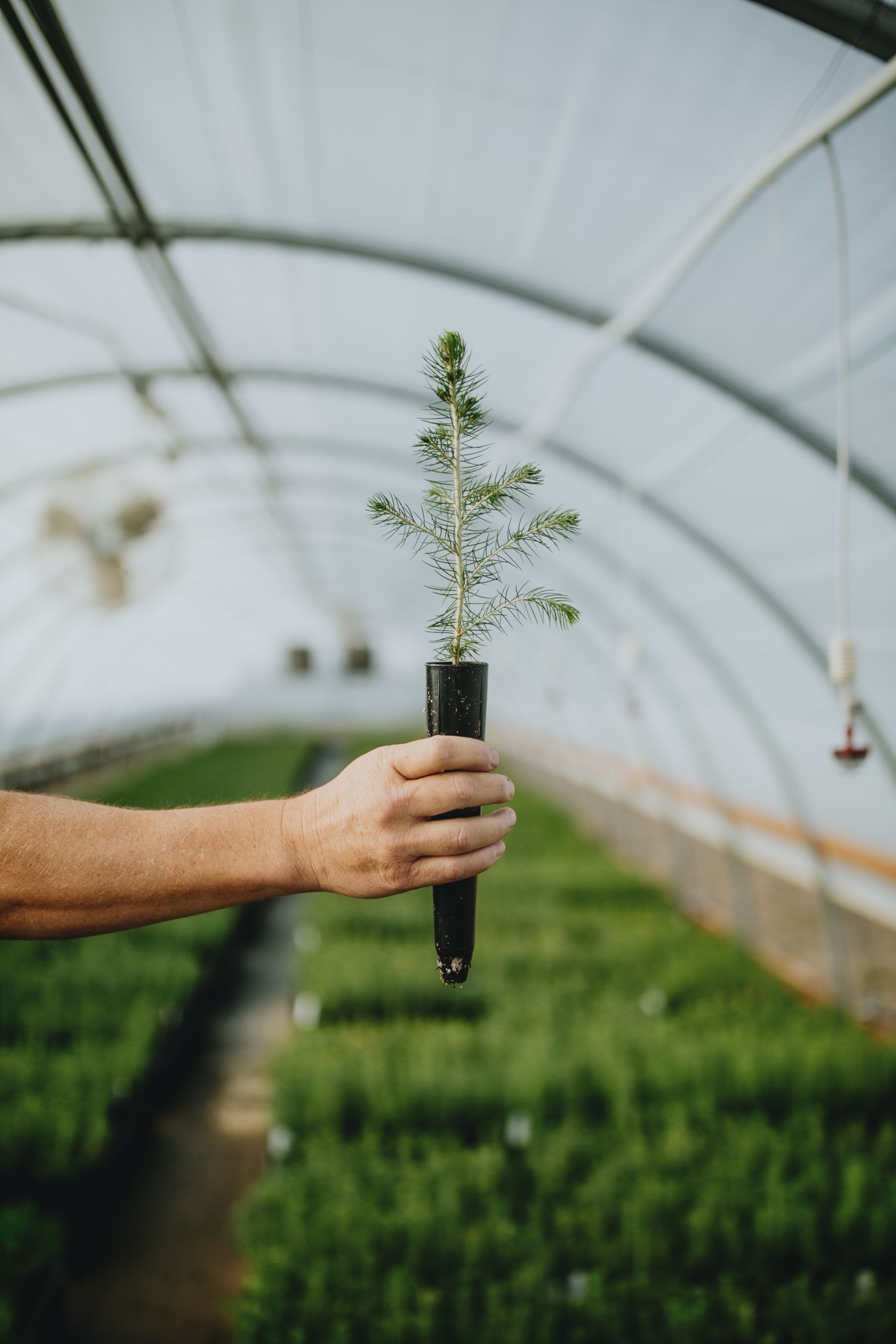 Photo of an Engelmann Spruce Seedling Tree