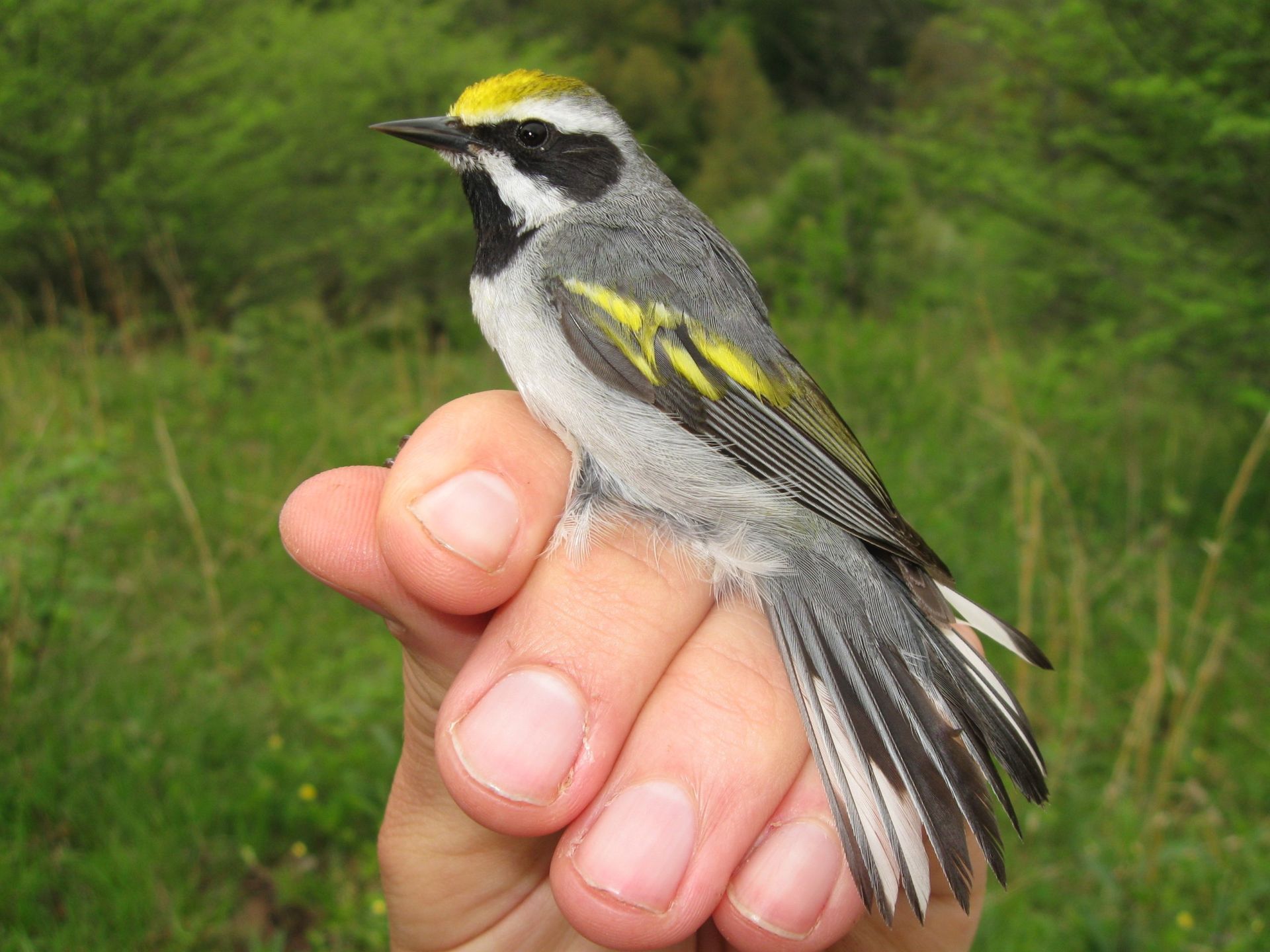 A male Golden-winged Warbler. Photo by Kyle Aldinger, NRCS.