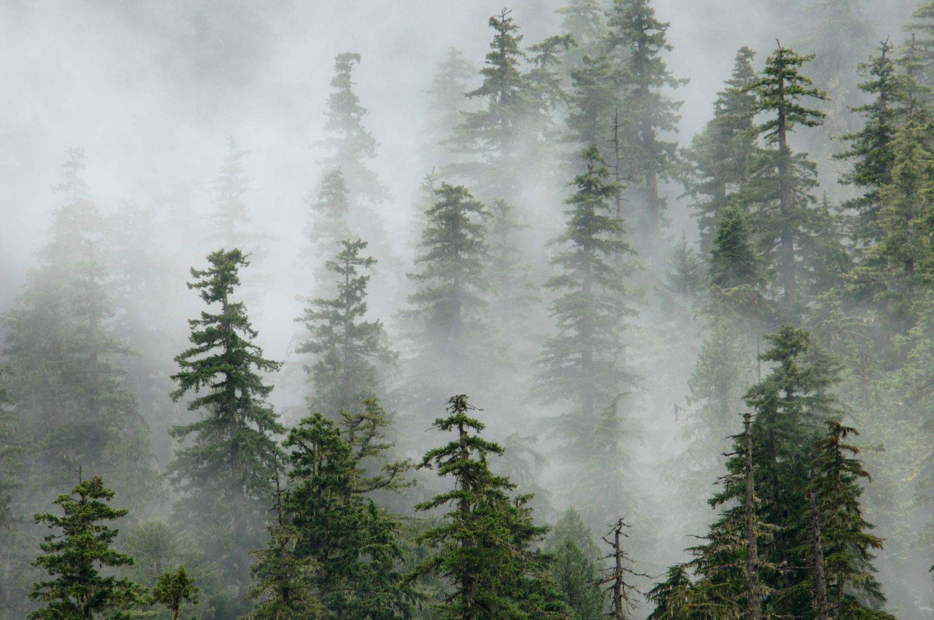 Temperate old growth forest canopy