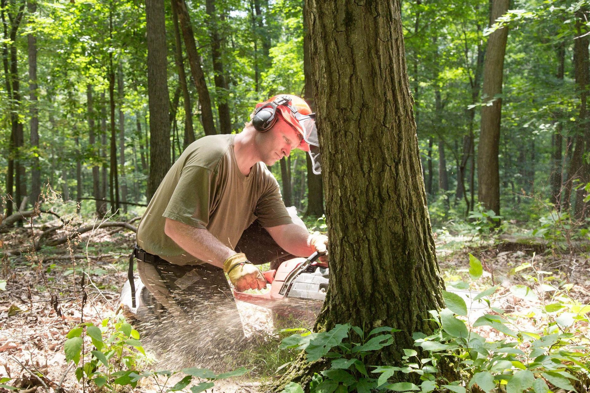 Photo of a man cutting a tree with a chainsaw.