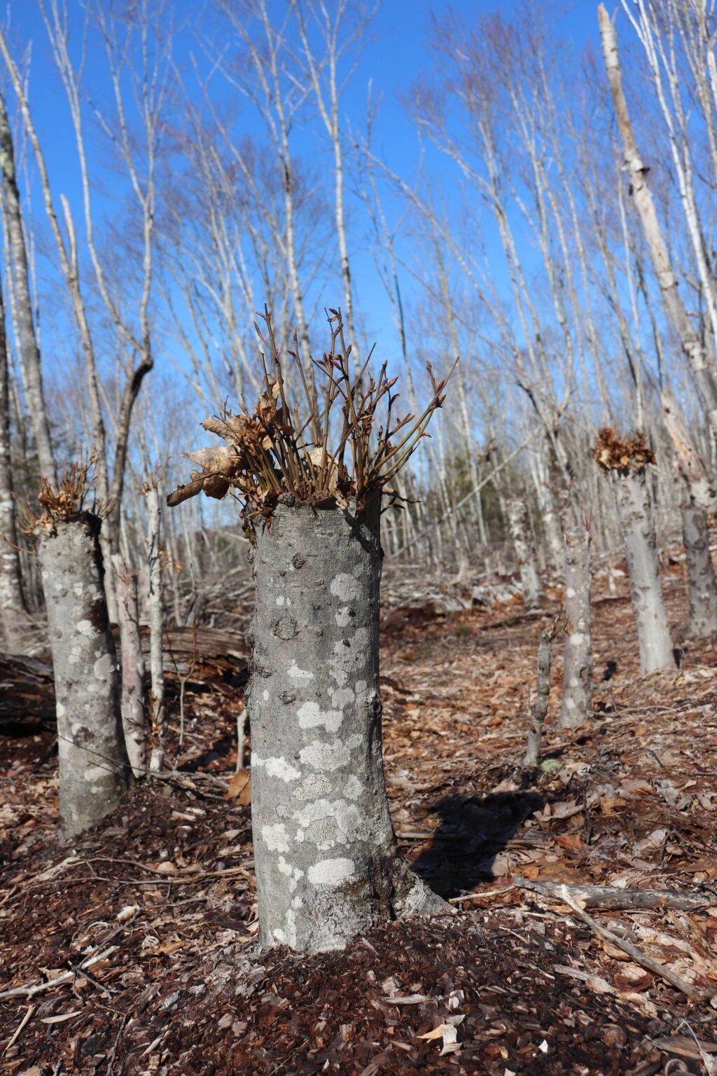 Photo of beech regeneration following the high-stumping technique.