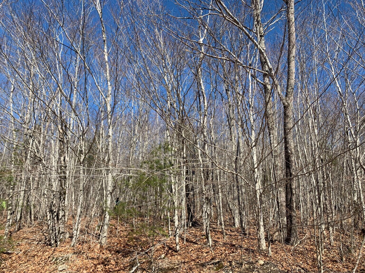 Photo of unmanaged beech stand.