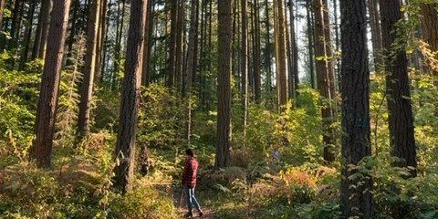 Person walking in woods at Pack Forest, WA, 2022