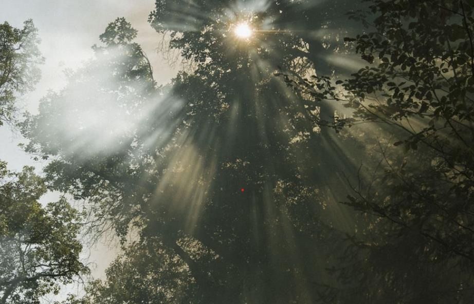 Smoke visible via run rays through a forest canopy