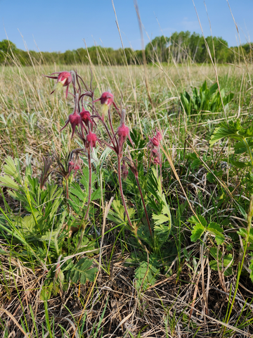 Camp Ripley prairie plant in bloom