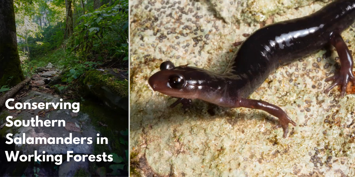 FSCSalamander