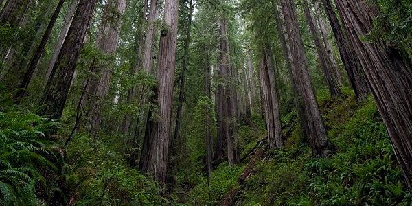 Old Growth Forests