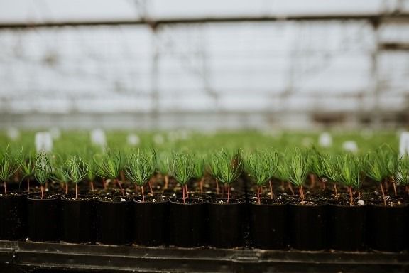 Seedlings in growing trays at OneCanopy