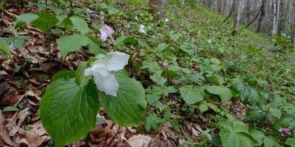 Photo credit: Gary Fleming, Virginia Department of Conservation and Recreation-DNH