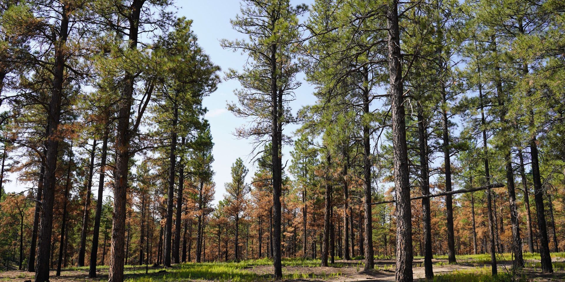 Photo of a forest stand from the midnight fire tour