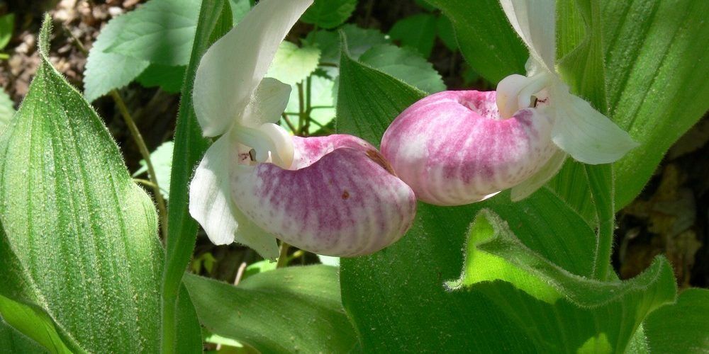 Snowy Lady Slipper Orchid, PHOTO BY: Greg Iffrig