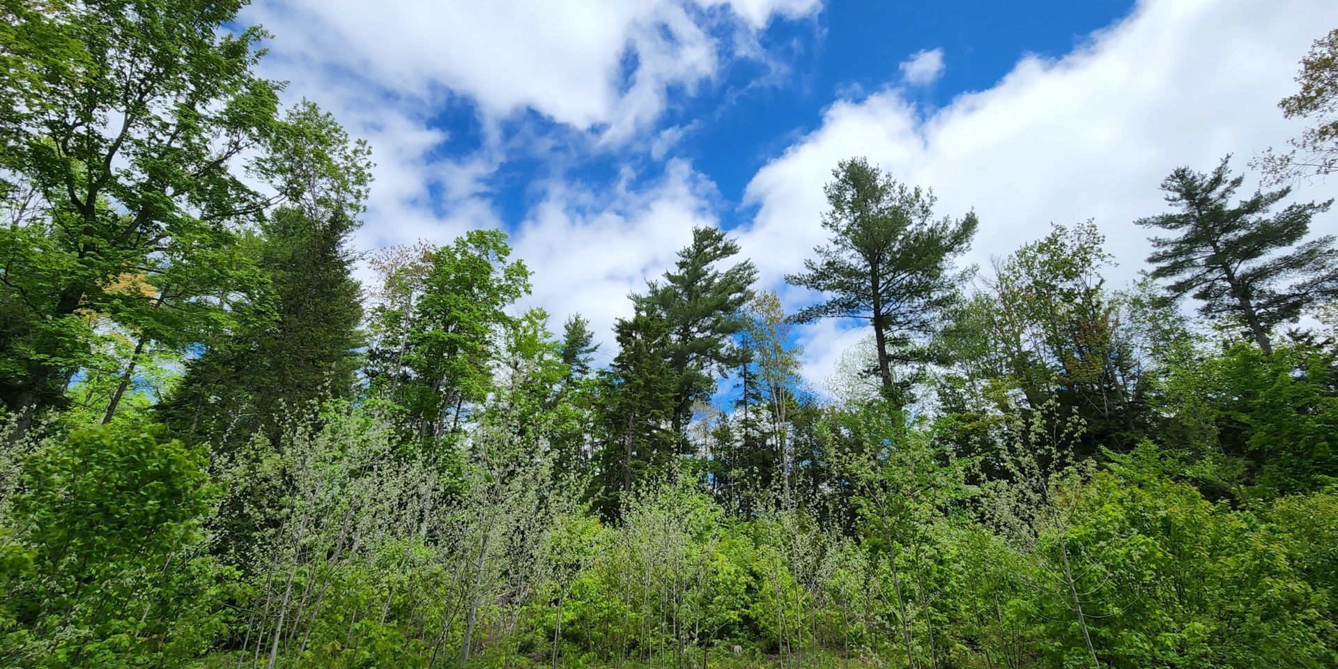Photo of a white pine seed tree gap in the Forest Reserve