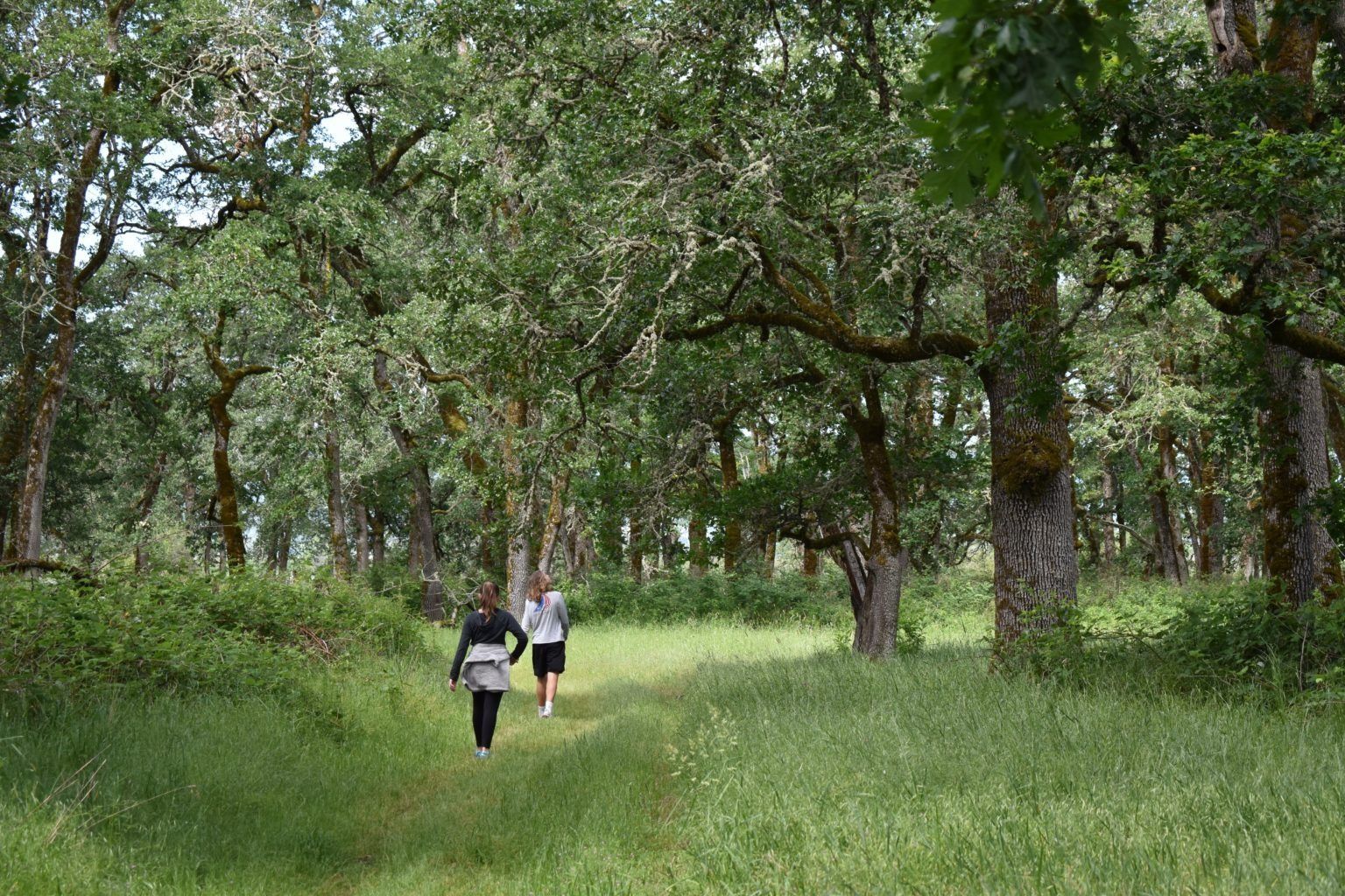 Oak Woodland, Sauvie Island – By Nicole Ruggiero, Tualatin SWCD, 2019