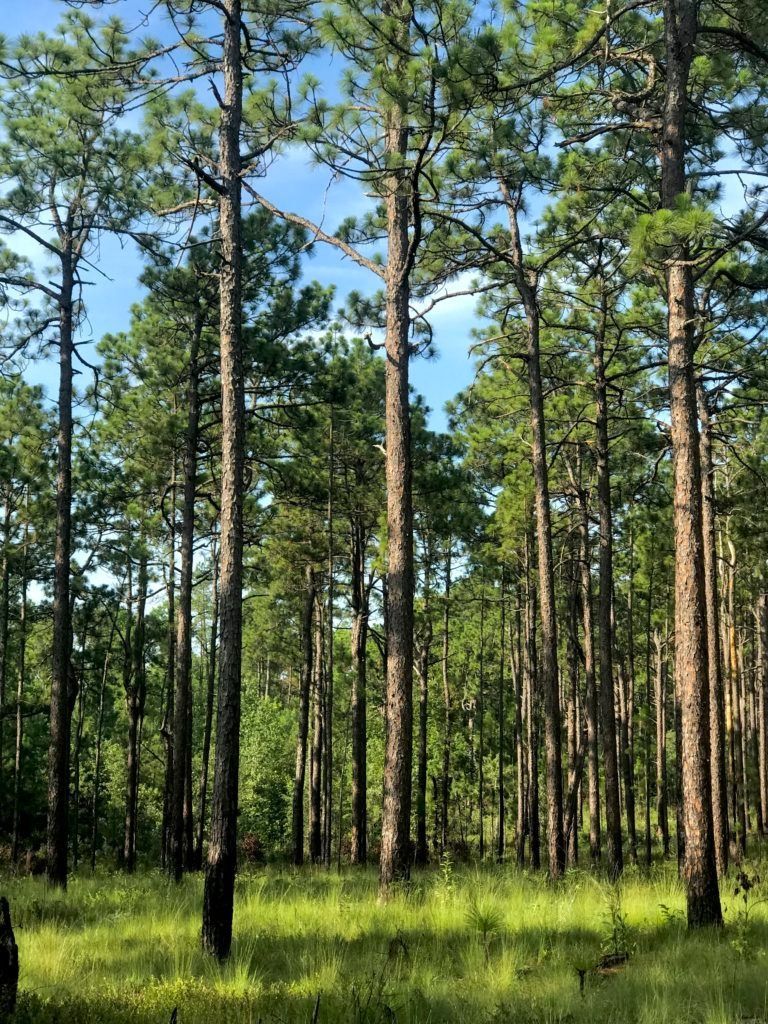 Trees at CSNWR