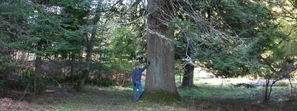 Photo of a A 5 foot diameter grand fir in the Wild Thyme Forest.