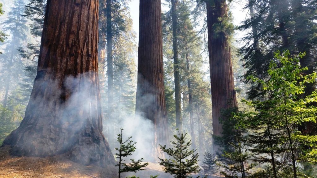 sequoia kings canyon